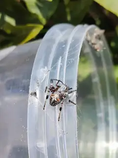 Labyrinth orbweaver (Metepeira labyrinthea), brown and gray and tan spider
