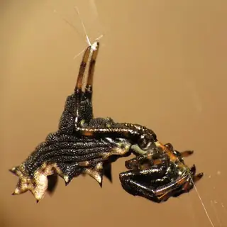 Spined micrathena (Micrathena gracilis), photo 2
