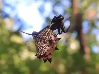 Spined micrathena (Micrathena gracilis), white and brown and black spider