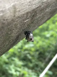 Spined micrathena (Micrathena gracilis), photo 3