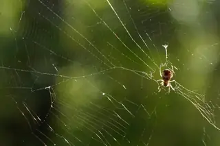 White micrathena (Micrathena mitrata), photo 2
