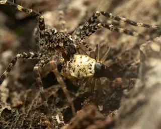 White micrathena (Micrathena mitrata), photo 3
