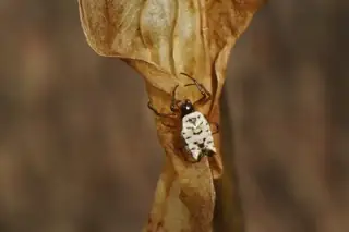 White micrathena (Micrathena mitrata), white and black and spotted spider