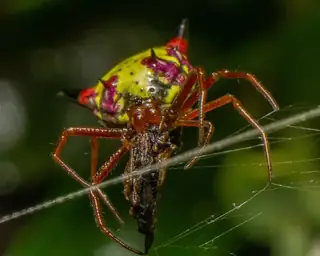 Arrow-shaped micrathena (Micrathena sagittata), yellow and red and black spider