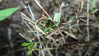 Arrow-shaped micrathena (Micrathena sagittata), photo 3