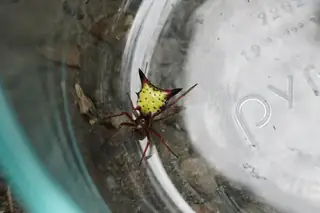 Arrow-shaped micrathena (Micrathena sagittata), photo 2
