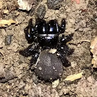 Mouse spider (Missulena), photo 3