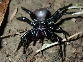 Mouse spider (Missulena), black and brown and red spider