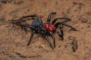 Mouse spider (Missulena), photo 2