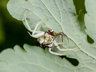Goldenrod crab spider (Misumena vatia), photo 3