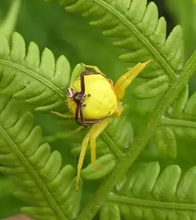 Goldenrod crab spider (Misumena vatia), white and yellow and gray spider