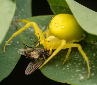 Goldenrod crab spider (Misumena vatia), photo 2