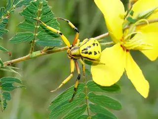 White-banded crab spider (Misumenoides formosipes), white and yellow and green spider