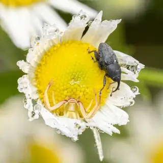 White-banded crab spider (Misumenoides formosipes), photo 3
