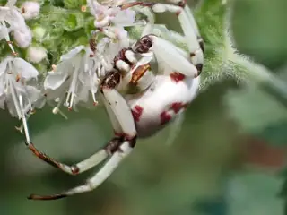 White-banded crab spider (Misumenoides formosipes), photo 2