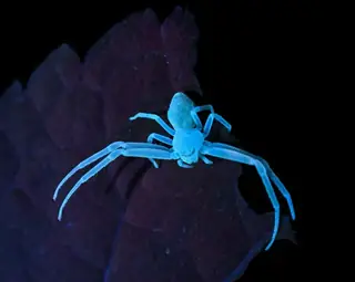 American green crab spider (Misumessus oblongus), photo 3