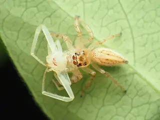 American green crab spider (Misumessus oblongus), photo 2