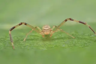 American green crab spider (Misumessus oblongus), green and white and yellow spider