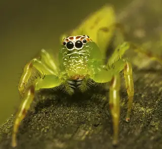 Green jumping spider (Mopsus mormon), green and white and orange spider