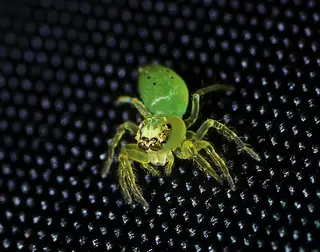 Green jumping spider (Mopsus mormon), photo 3