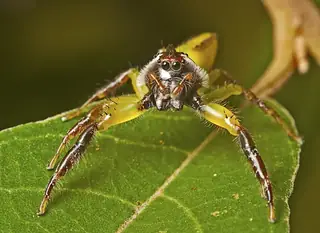 Green jumping spider (Mopsus mormon), photo 2