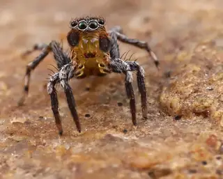 Flea jumping spider (Naphrys pulex), black and gray and white spider