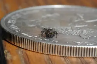 Flea jumping spider (Naphrys pulex), photo 3