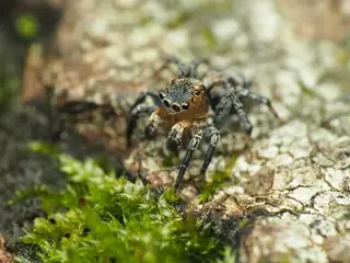Flea jumping spider (Naphrys pulex), photo 2