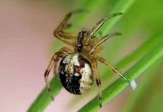 Arabesque orbweaver (Neoscona arabesca), photo 2
