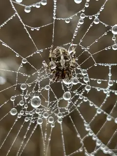 Arabesque orbweaver (Neoscona arabesca), photo 3
