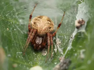 Arabesque orbweaver (Neoscona arabesca), gray and brown and white spider
