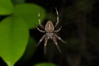 Spotted orbweaver (Neoscona crucifera), brown and gray and orange spider
