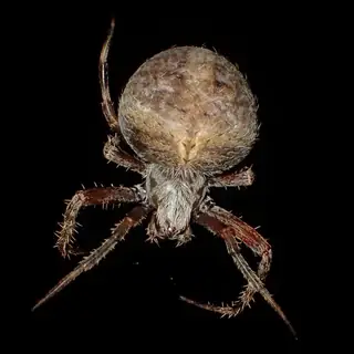 Spotted orbweaver (Neoscona crucifera), photo 2