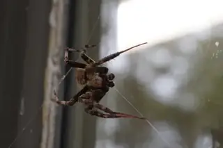 Spotted orbweaver (Neoscona crucifera), photo 3