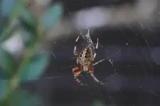 Red-femured spotted orbweaver (Neoscona domiciliorum), photo 2