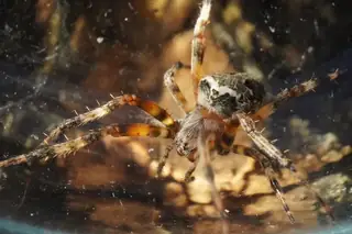 Red-femured spotted orbweaver (Neoscona domiciliorum), photo 3