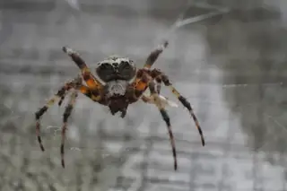 Red-femured spotted orbweaver (Neoscona domiciliorum), brown and gray and red spider