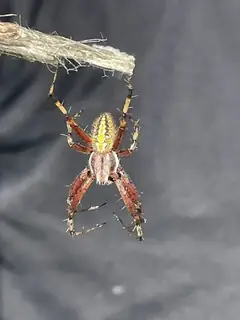 Western spotted orbweaver (Neoscona oaxacensis), brown and tan and gray spider