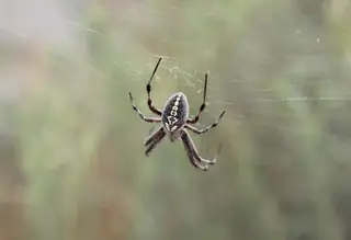 Western spotted orbweaver (Neoscona oaxacensis), photo 3