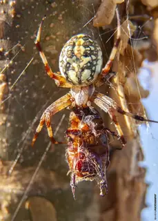 Western spotted orbweaver (Neoscona oaxacensis), photo 2