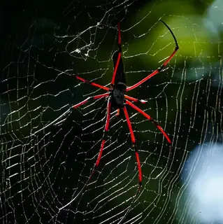 Giant golden orb weaver (Nephila pilipes), photo 2