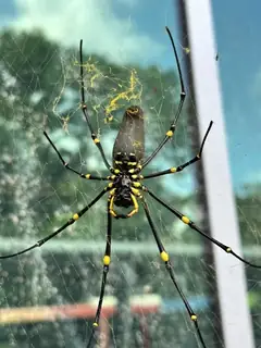 Giant golden orb weaver (Nephila pilipes), black and yellow and brown spider