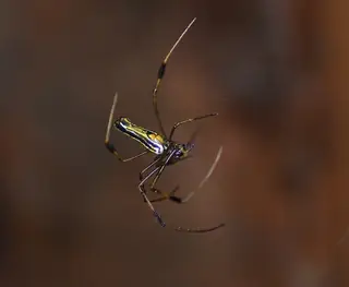 Giant golden orb weaver (Nephila pilipes), photo 3