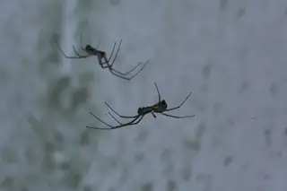 Filmy dome spider (Neriene radiata), photo 3