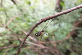 Filmy dome spider (Neriene radiata), photo 2