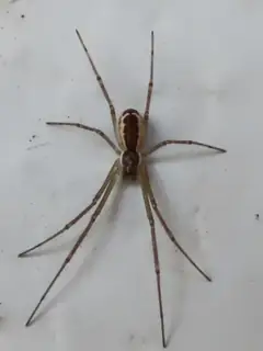Filmy dome spider (Neriene radiata), brown and white and tan spider