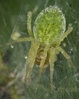 Green meshweaver (Nigma walckenaeri), green and brown and silver spider