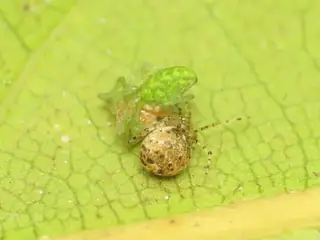 Green meshweaver (Nigma walckenaeri), photo 3