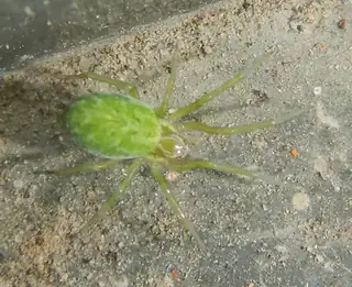 Green meshweaver (Nigma walckenaeri), photo 2