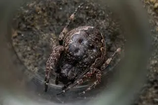 Walnut orbweaver (Nuctenea umbratica), photo 2
